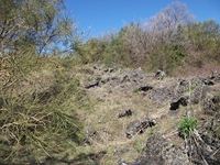iammaro Lupo22042012 106